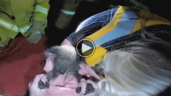 After Being Hit By Car Koala revived using CPR