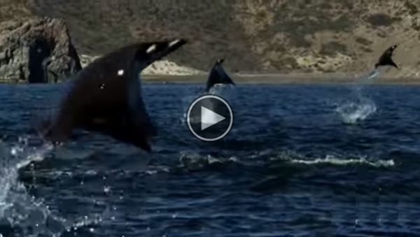 What This Giant School Of Rays Does Is Just amazing.