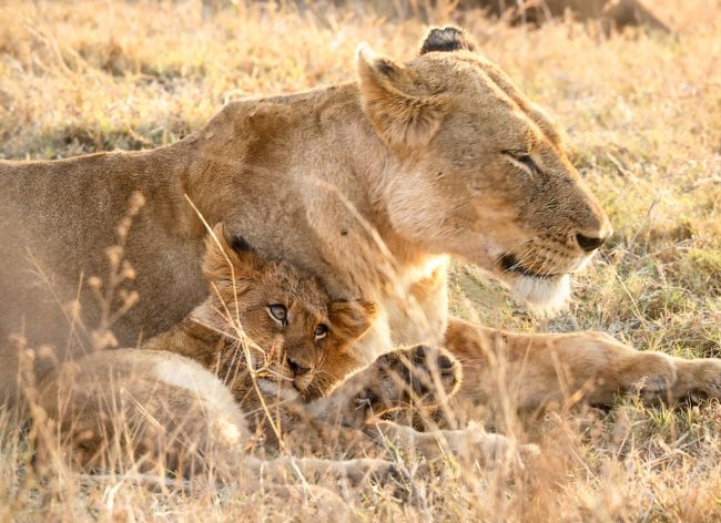 worst lion mothers 650x472 The Ultimate Worst Animal Parents